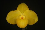 Paph. Wossner China Moon 'Bear-8'