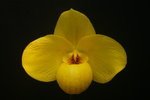 Paph. Wossner China Moon 'Bear-9'