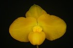 Paph. Wossner China Moon 'Bear-10'
