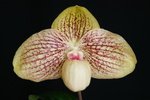 Paph. Wossner Favourite 'Bear' 