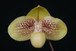 Paph. Wossner Favourite 'Bear-3' 