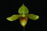 Paph. Wossner Goldsuk 