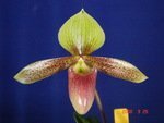 Paph. Wossner Goldsuk 'Bear-1' 