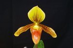Paph. Wossner Goldsuk 'Bear-2'