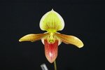 Paph. Wossner Goldsuk 'Bear-4'