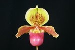 Paph. Wossner Ministar 'Bear-4'
