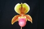 Paph. Wossner Ministar 'Bear-5'