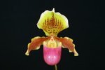 Paph. Wossner Ministar-1 