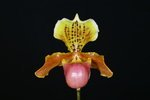 Paph. Wossner Ministar-2