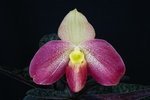 Paph. Wossner Vietnam Bell 'Bear-1'