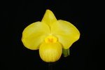 Paph. Wossner Vietnam Gold 'Bear-6' SM/TPS