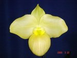 Paph. Wossner Vietnam Gold 'Bear-8'