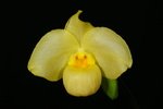 Paph. Wossner Vietnam Gold 'Bear-9'
