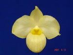 Paph. Wossner Vietnam Gold 'Bear-3' 