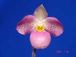 Paph. Wossner Vietnam Love 'Bear-1' 