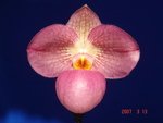 Paph. Wossner Vietnam Love 'Bear-3' 