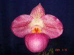 Paph. Wossner Vietnam Love 'Bear-4'