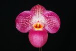 Paph. Wossner Vietnam Love 'Bear-6'