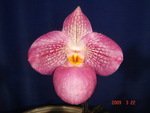 Paph. Wossner Vietnam Love 'Bear-7'