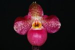 Paph. Wossner Vietnam Love 'Bear-8'