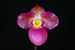 Paph. Wossner Vietnam Love 'Bear-9'