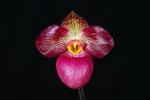 Paph. Wossner Vietnam Love 'Bear-11'