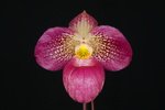 Paph. Wossner Vietnam Love 'Bear-13'