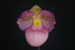 Paph. Wossner Vietnam Love 'Bear-14'