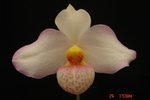 Paph. Wossner Vietnam Moon 