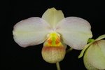Paph. Wossner Vietnam Moon 'Bear-2'