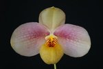 Paph. Wossner Wolke 'Bear-2'