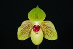 Paph. Yakushiji 'Bear-1' 