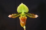 Paph. William Ward 'Sweet Ginger' BM/JOGA 