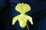 Paph. {helenae x (Jolly Green Gem x Mam. Dr. Tsuchiya)} 'Bear-1' 