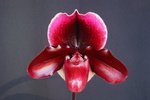 Paph. (Hung Sheng Ster x Winston Churchuill) 'Bear' 