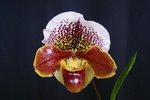 Paph. (charlesworthii x Tree Of Enzan) 'Bear-1' 