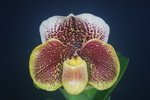 Paph. (Hampshire Zoo x Wellesleyanum) 'Bear-1' 