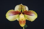 Paph. (Yi-Ying Colorful Clouds x hangianum) 'Bear-1' 