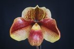 Paph. Hung Sheng Zeus 'Bear-1' 