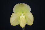 Paph. (wenshanense x Hamana Curet) 'Bear-2' 