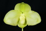 Paph. Hung Sheng Apple 'Bear-1'