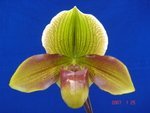 Paph. Hung Sheng Flash  