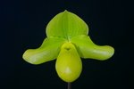 Paph. Hung Sheng Golddollar 'Bear'