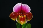 Paph. Hung Sheng Pink Gem 'Bear-1' 