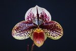 Paph. Hung Sheng Starry 'Bear-3'