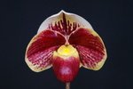 Paph. Hung Sheng Starry 'Bear-4'