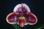 Paph. Hung Sheng Starry 'Bear-7'