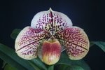 Paph. Hung Sheng Starry 'Bear-8'