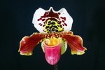 Paph. Hung Sheng Taipan 'Bear' 