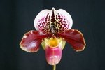 Paph. Hung Sheng Taipan 'Bear-3'